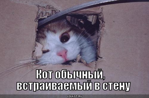 Кот обычный,,встраиваемый в стену