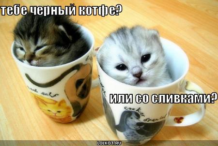 http://lolkot.ru/wp-content/uploads/2010/05/kotfe_1275049184.jpg