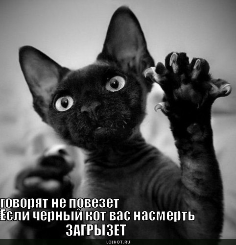 Конкурс: " Черный кот ". - Страница 4 Kot-zagryzet_1277134978