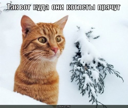 Так вот куда они котлеты прячут