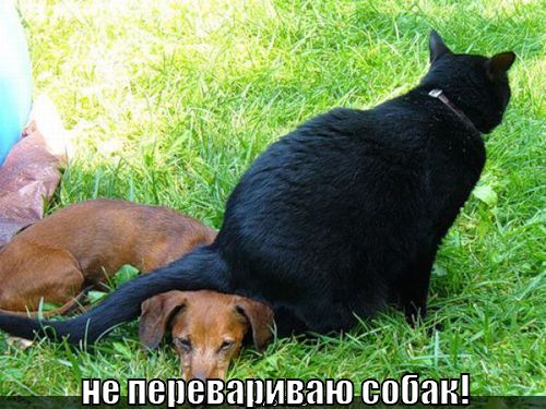 http://lolkot.ru/wp-content/uploads/2011/01/ne-perevarivayu-sobak_1295412079.jpg
