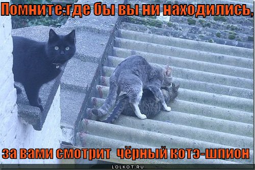 http://lolkot.ru/wp-content/uploads/2011/02/chyornyy-kote-shpion_1296678948.jpg