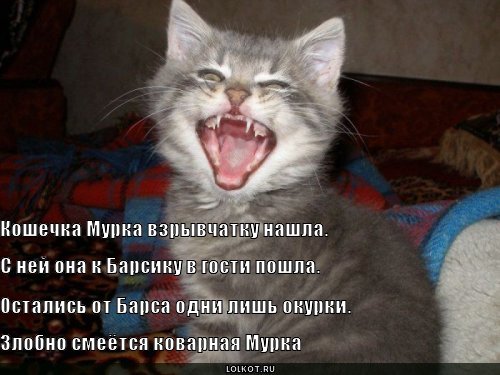 http://lolkot.ru/wp-content/uploads/2011/03/koshechka-murka_1300937486.jpg
