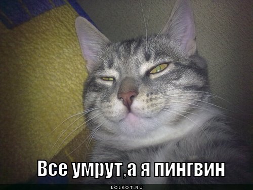 http://lolkot.ru/wp-content/uploads/2011/03/pingvin_1299510419.jpg