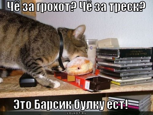 http://lolkot.ru/wp-content/uploads/2011/04/barsik-bulku-yest_1301677782.jpg