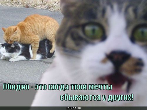 http://lolkot.ru/wp-content/uploads/2011/04/mechty_1303023936.jpg