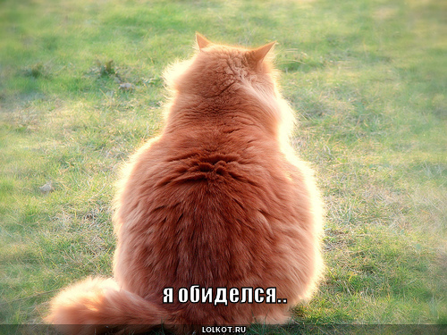 http://lolkot.ru/wp-content/uploads/2011/04/obidelsya_1304020689.jpg