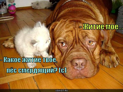 http://lolkot.ru/wp-content/uploads/2011/04/zhitiye-moye_1301891613.jpg