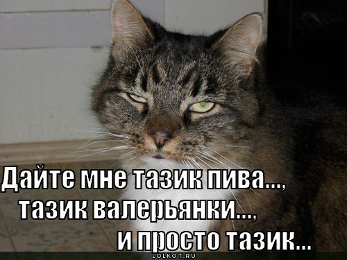 http://lolkot.ru/wp-content/uploads/2011/06/dayte-mne-tazik-_1308040590.jpg