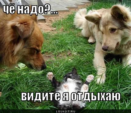 Конкурс приколов на новый год Конкурс приколов на новый год