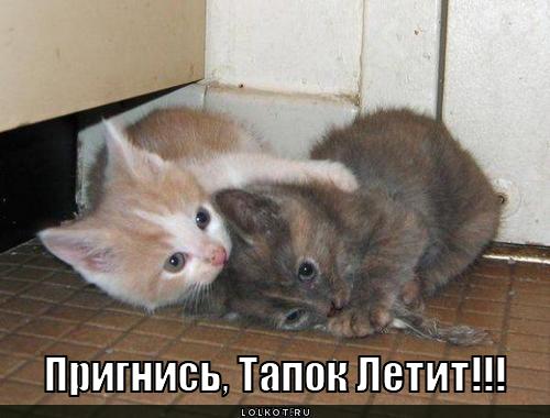 http://lolkot.ru/wp-content/uploads/2011/07/tapok-letit_1309873246.jpg
