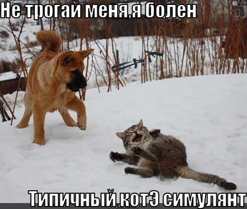 http://lolkot.ru/wp-content/uploads/2011/08/kote-simulyant_1313836314.jpg