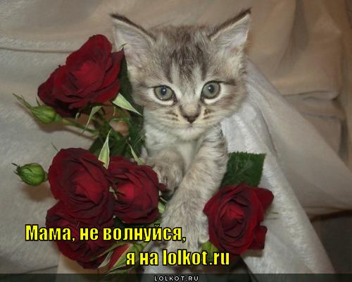 http://lolkot.ru/wp-content/uploads/2011/11/ne-volnuysya_1321379383.jpg