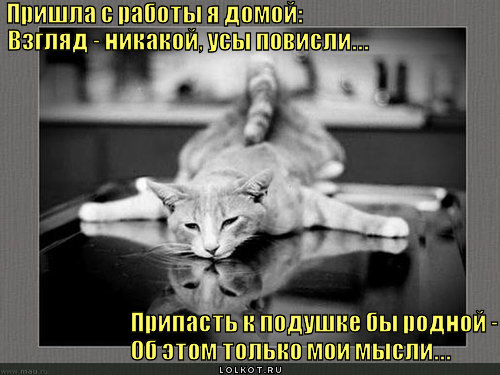 http://lolkot.ru/wp-content/uploads/2011/11/prishla-s-raboty-ya-domoy_1320479766.jpg