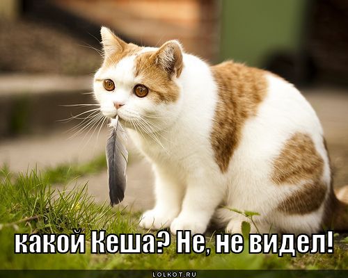 http://lolkot.ru/wp-content/uploads/2011/12/kakoy-kesha_1324461090.jpg