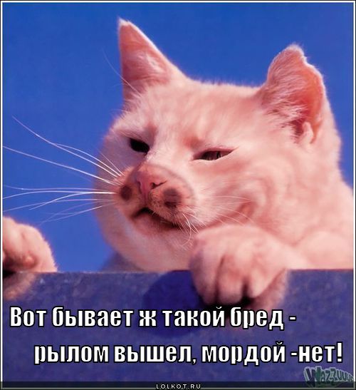 http://lolkot.ru/wp-content/uploads/2011/12/rylom-vyshel-mordoy-net_1323410878.jpg