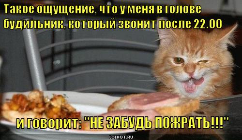 http://lolkot.ru/wp-content/uploads/2012/01/budilnik_1326611541.jpg