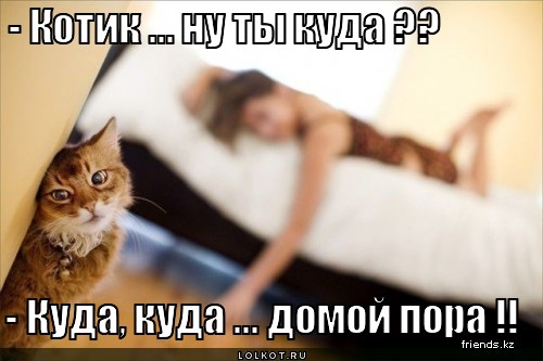 http://lolkot.ru/wp-content/uploads/2012/03/domoy-pora_1331731884.jpg