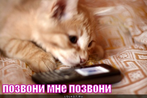 http://lolkot.ru/wp-content/uploads/2012/06/pozvoni-mne-pozvoni_1340715403.jpg