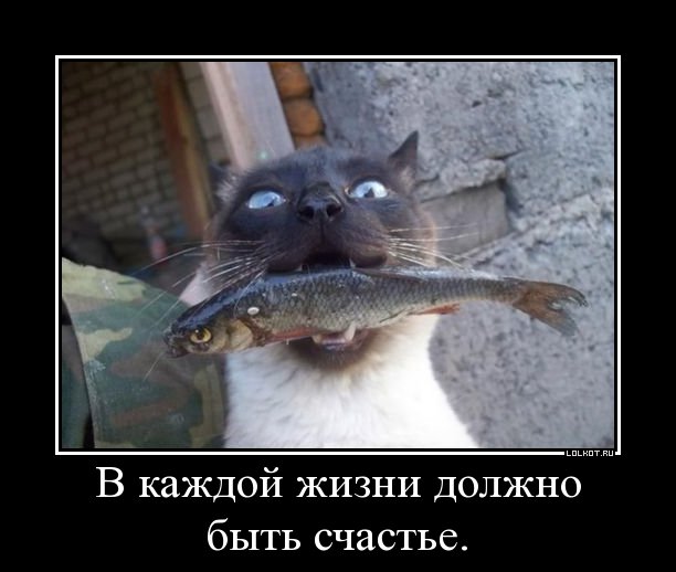 http://lolkot.ru/wp-content/uploads/2012/08/dolzhno-byt-schaste_1344768561.jpg