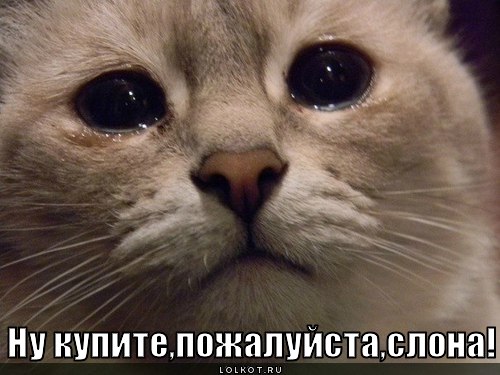 http://lolkot.ru/wp-content/uploads/2012/08/kupi-slona_1344603486.jpg