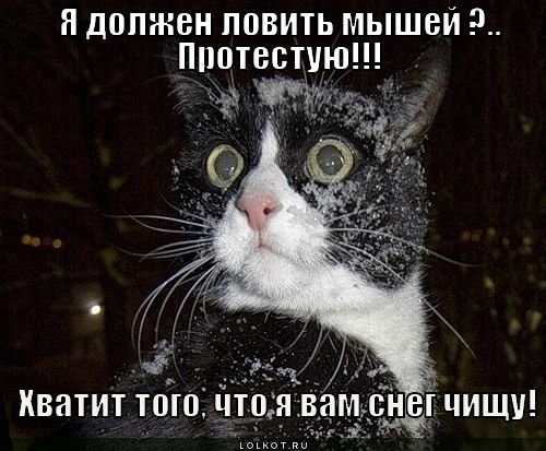 http://lolkot.ru/wp-content/uploads/2012/08/protestuyu_1346241007.jpg
