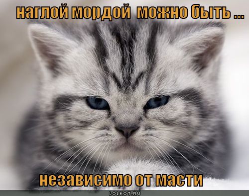 http://lolkot.ru/wp-content/uploads/2012/09/nezavisimaya-mast_1347472941.jpg