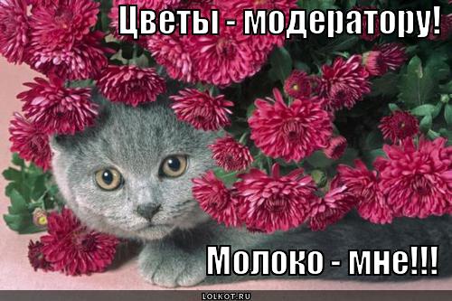 http://lolkot.ru/wp-content/uploads/2012/12/tsvety-moderatoru_1356078336.jpg