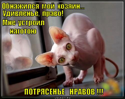http://lolkot.ru/wp-content/uploads/2013/08/potryasene-nravov_1376555448.jpg