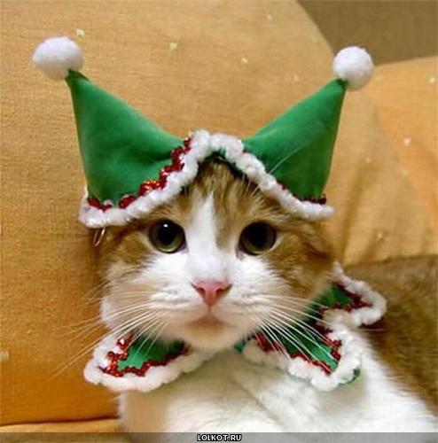 кот в новогодней шапочке