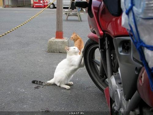 кот толкающий мотоцикл