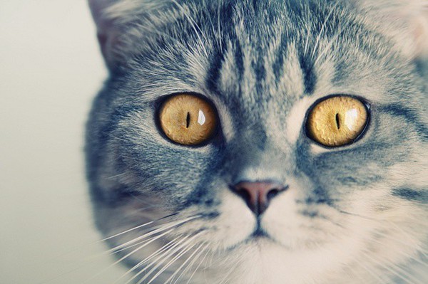 Красивые кошачьи глаза.
