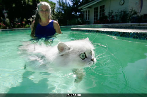кот в воде