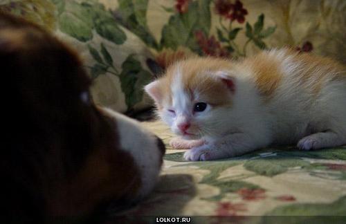 прищурившийся котенок и щенок