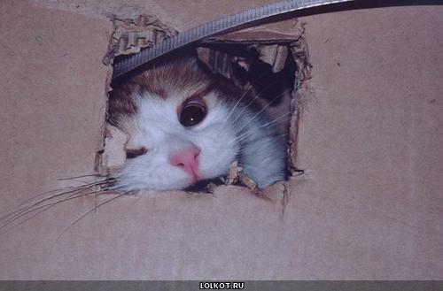 кот прогрыз коробку