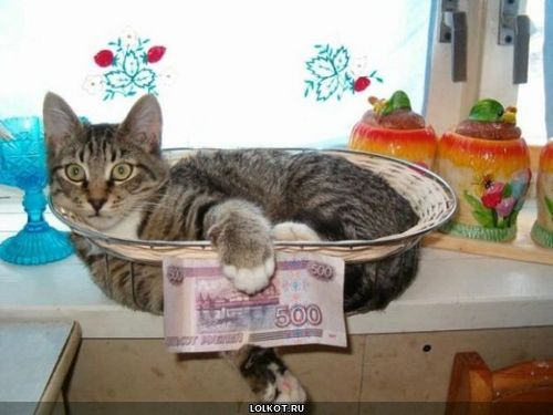 кот в тарелке с деньгами