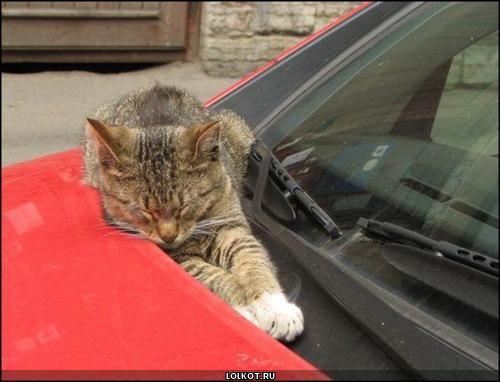 кот спит на машине