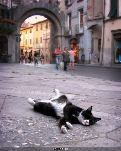 уставший кот в городе