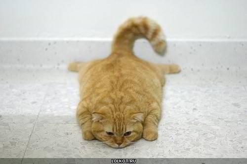 лежачий на полу кот