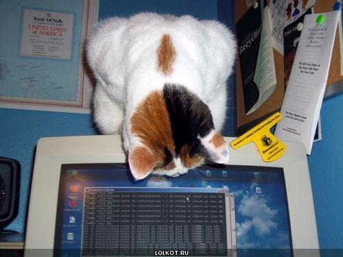 кот смотрит в компьютер