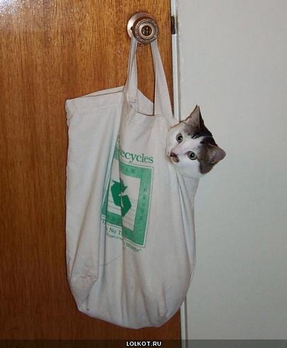 кот в мешке