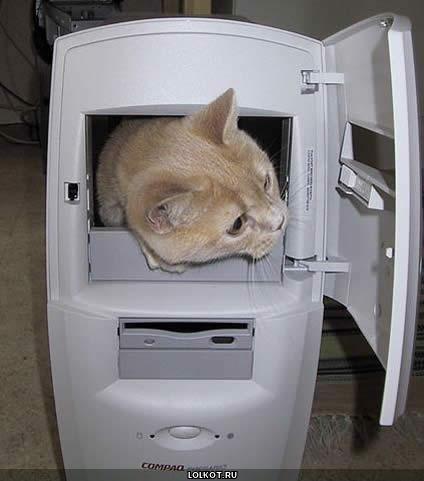 кот в компьютере