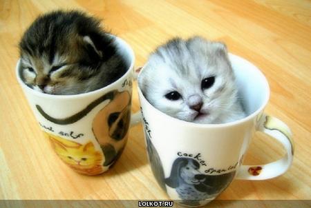 котята в чашке