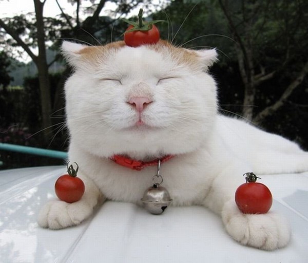 кот с помидорами