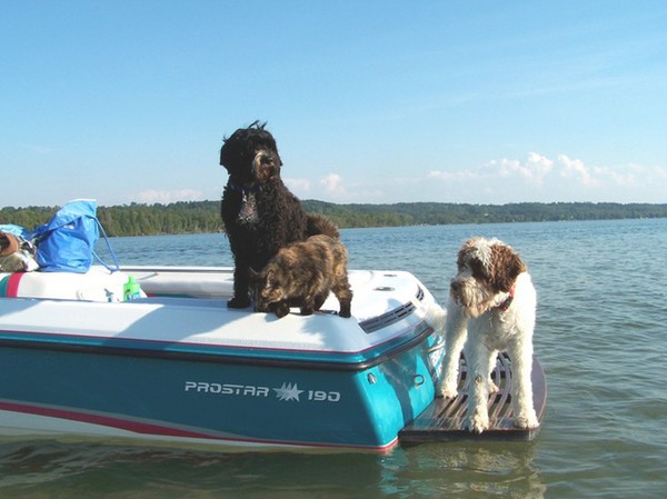кот с собаками на лодке