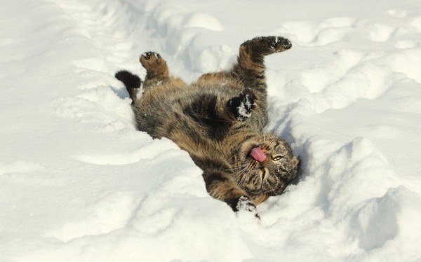кот валяется в снегу