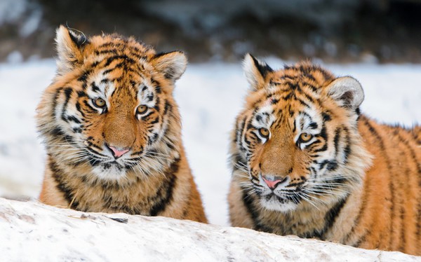 два тигра на снегу