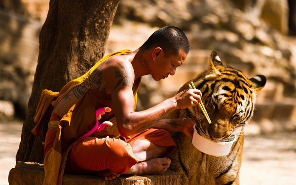 мужчина кормит тигра