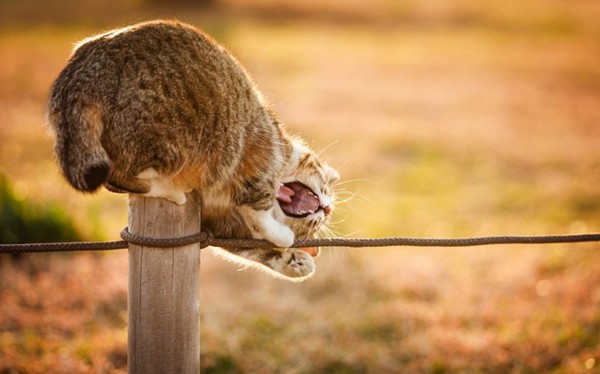 кот грызет веревочный забор