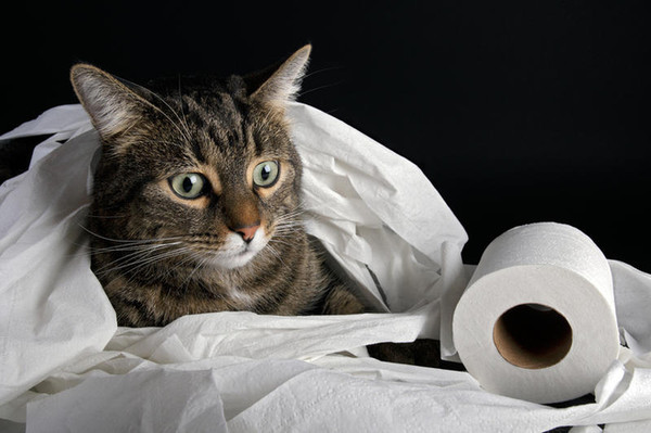 кот и рулон туалетной бумаги
